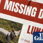 Luna, dog missing in Yellowstone for a month, finds her owners | Dogs