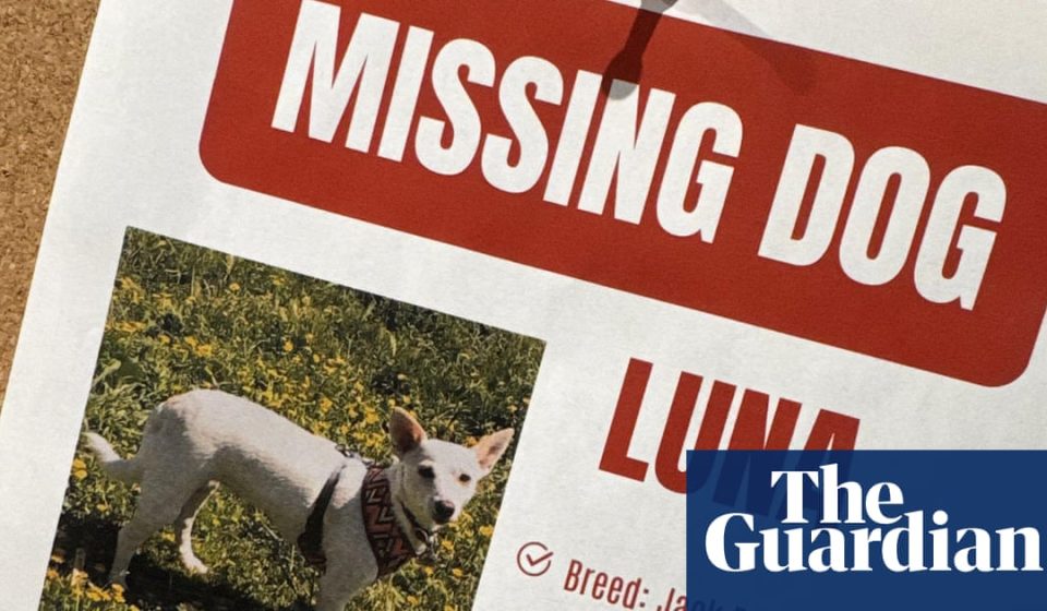 Luna, dog missing in Yellowstone for a month, finds her owners | Dogs