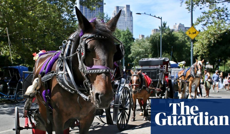 New York City decides to ban horse-drawn carriages | new York