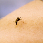 Two North Carolinians have died from West Nile virus :: WRAL.com