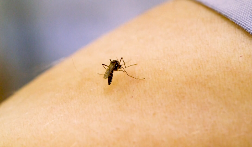 Two North Carolinians have died from West Nile virus :: WRAL.com
