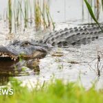 Alligator kills 71-year-old man who was fishing in Florida – BBC News Africa