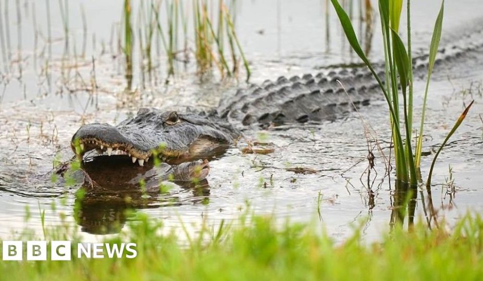 Alligator kills 71-year-old man who was fishing in Florida – BBC News Africa
