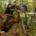 Orangutans released into Borneo forest after devastating fires – BBC News Africa