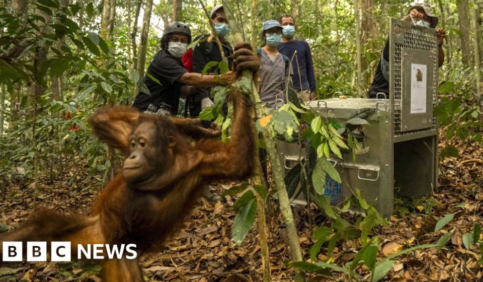 Orangutans released into Borneo forest after devastating fires – BBC News Africa Orangutans released into Borneo forest after devastating fires – BBC News Africa