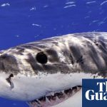 A great white shark jumps out of the water and photobombs Californian swimmers | California