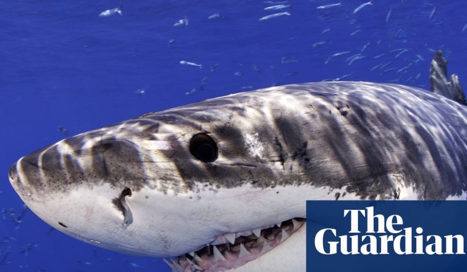 A great white shark jumps out of the water and photobombs Californian swimmers | California