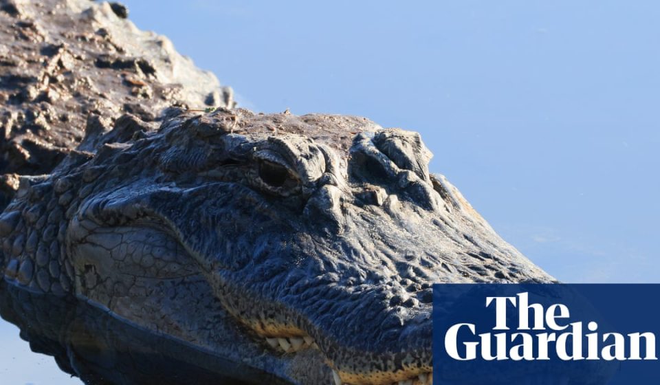 Florida fisherman dragged into water and killed by 12-foot alligator | Florida
