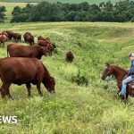 U.S. breeders face soaring costs