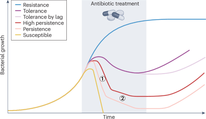 Bacterial strategies to survive antibiotics during a urinary tract infection: Could uropathogenic Escherichia coli be persistent?