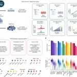 Rare and common genetic variants shape single-cell immune gene expression