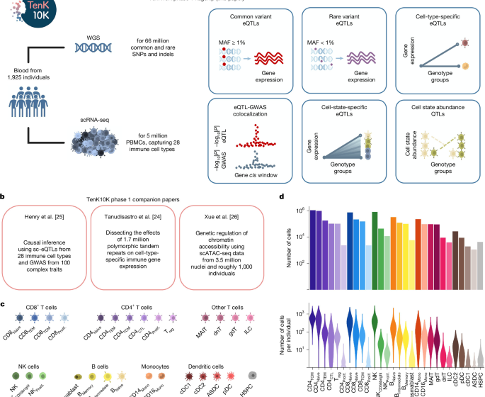 Rare and common genetic variants shape single-cell immune gene expression