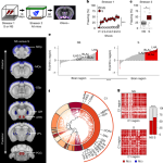 An amygdala located in the anterior hypothalamic circuit controls sensitivity to stress
