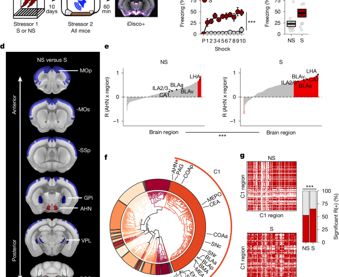 An amygdala located in the anterior hypothalamic circuit controls sensitivity to stress