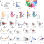 High-sugar foods exacerbate antibiotic-induced microbiome disruption