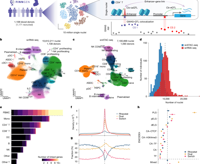 Population-wide immune multiome atlas reveals disease regulatory mechanisms