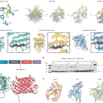 De novo design of cysteine ​​proteases