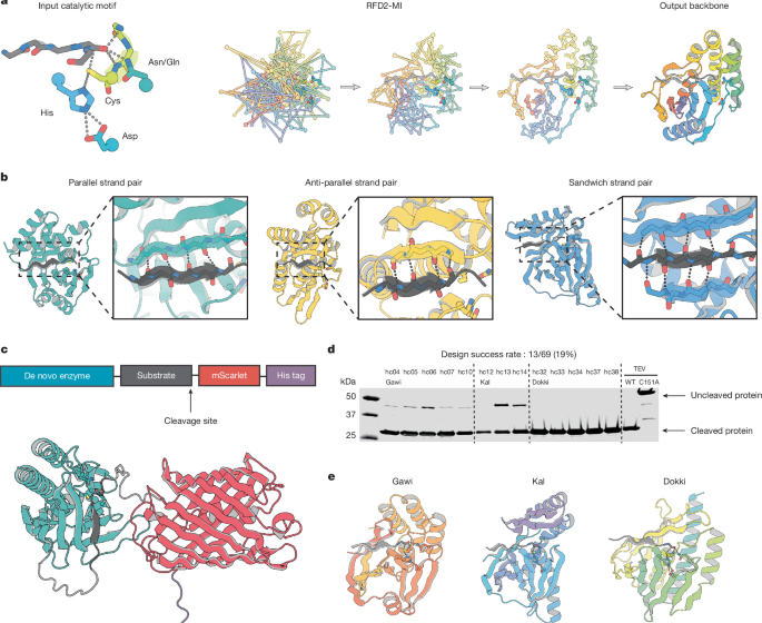 De novo design of cysteine ​​proteases