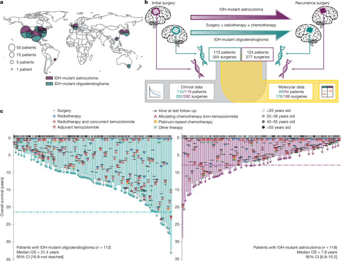 Divergent genomic evolution of astrocytomas and oligodendrogliomas