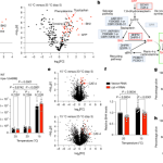 Cold activates a BH2 metabolic network promoting longevity and proteostasis