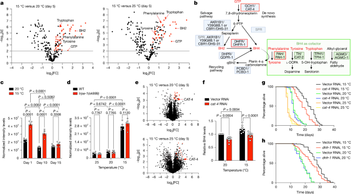 Cold activates a BH2 metabolic network promoting longevity and proteostasis