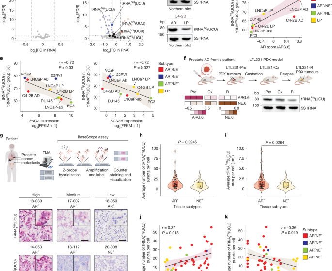 tRNA dosage regulates lineage dependence and resistance in prostate cancer
