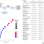 Clinical phenotyping of human brown fat using artificial intelligence