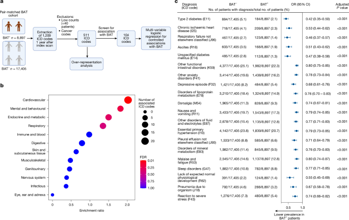 Clinical phenotyping of human brown fat using artificial intelligence
