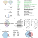 Persistent neuronal stress signaling underlies Angelman syndrome phenotypes