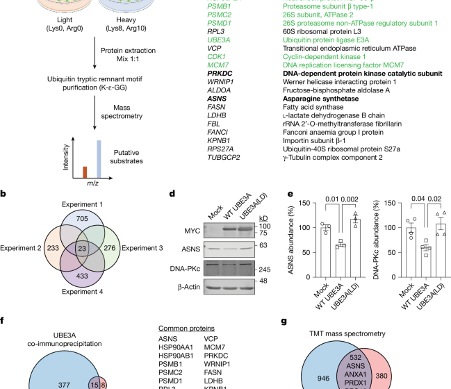 Persistent neuronal stress signaling underlies Angelman syndrome phenotypes
