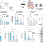 MCT1-dependent mitochondrial lactate import supports cardiac metabolism
