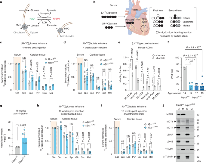 MCT1-dependent mitochondrial lactate import supports cardiac metabolism