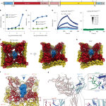 Structural basis of protocadherin-1 recognition by New World hantaviruses