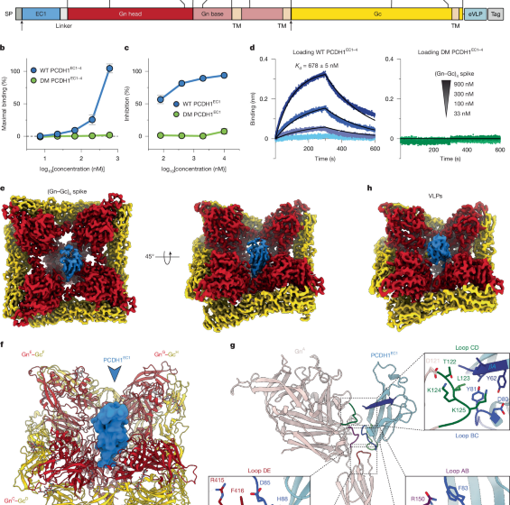 Structural basis of protocadherin-1 recognition by New World hantaviruses