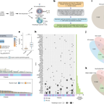T and B cells recognize neutrophil splice-derived neoantigens in lupus