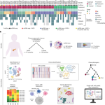 Clonal heterogeneity in human pancreatic ductal adenocarcinoma and its impact on tumor progression