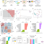 Cell-Free RNA in Urine for Bladder Cancer Detection and Prediction of Treatment Response