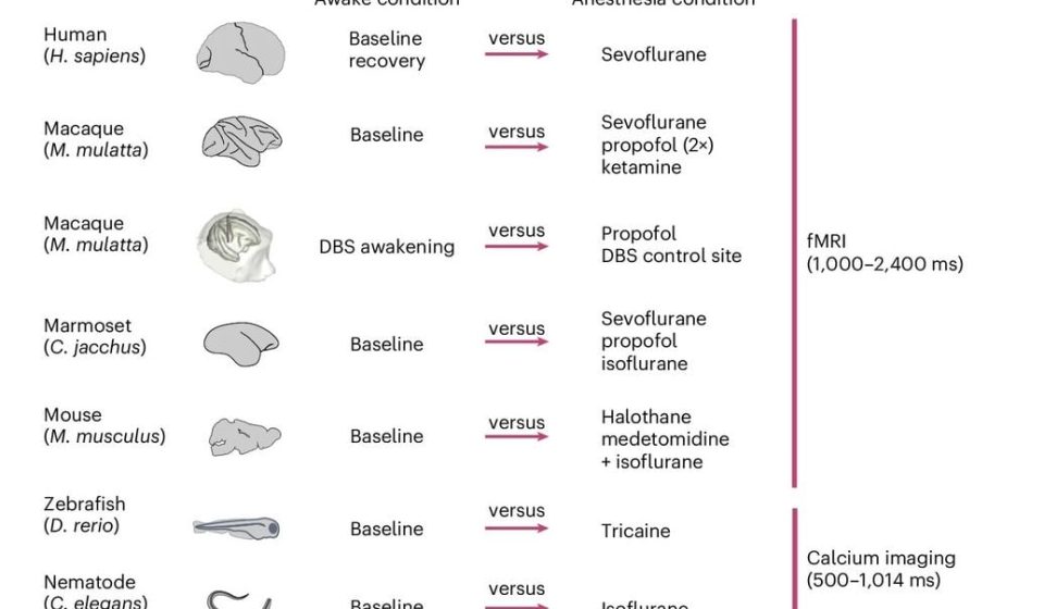 From humans to worms, anesthesia pushes nervous systems into the same strange state: ScienceAlert