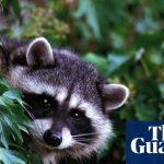 Los Angeles officials document first case of rabid raccoon in more than 50 years | Los Angeles