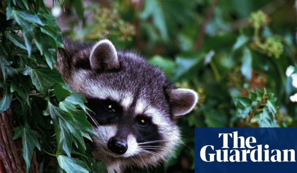 Los Angeles officials document first case of rabid raccoon in more than 50 years | Los Angeles