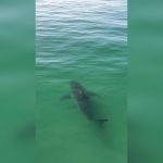VIDEO: Monstrous Great White Shark Splashes California Surfers As It Lurks Just Meters Away