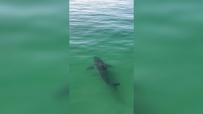 VIDEO: Monstrous Great White Shark Splashes California Surfers As It Lurks Just Meters Away