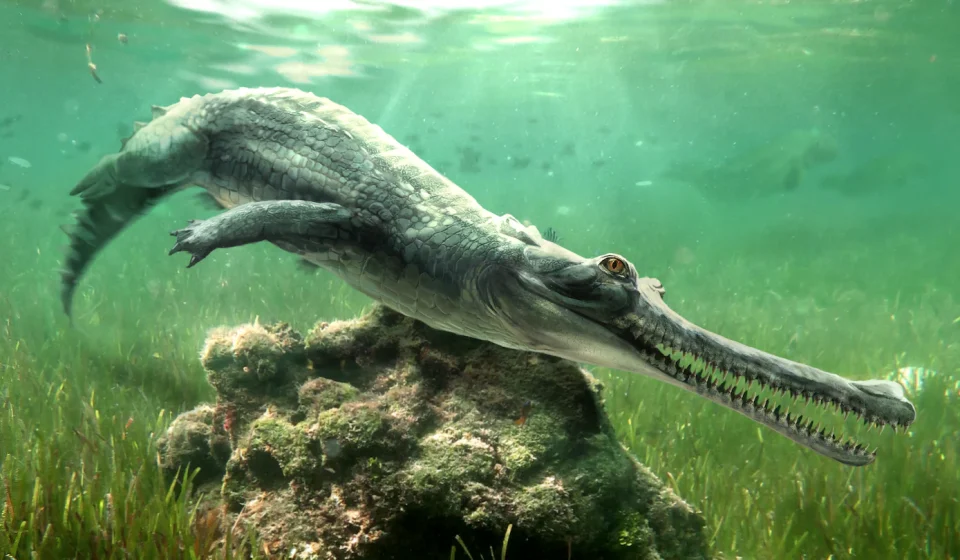 Scientists discovered a crocodile they didn't know existed