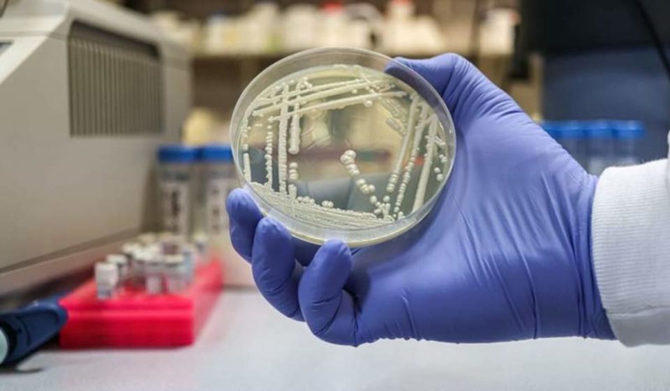This deadly fungus continues to learn to overcome all the drugs we throw at it