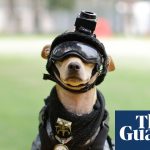 Paw Patrol: Mexico launches the smallest National Guard recruit | Mexico