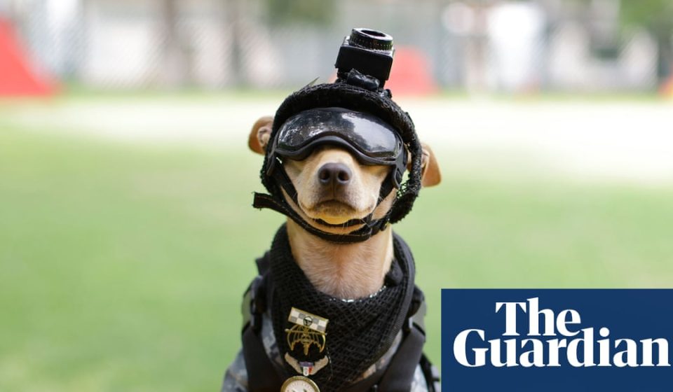 Paw Patrol: Mexico launches the smallest National Guard recruit | Mexico