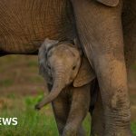 Global nature talks reach deal but money remains a problem - BBC