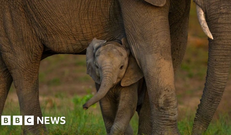 Global nature talks reach deal but money remains a problem – BBC Global nature talks reach deal but money remains a problem - BBC