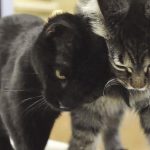 Vets, animal shelters sound alarm as deadly feline virus outbreak hits Eastern Idaho | PSA