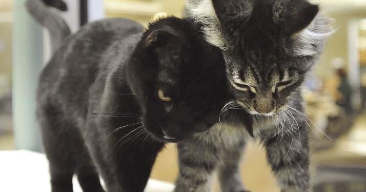 Vets, animal shelters sound alarm as deadly feline virus outbreak hits Eastern Idaho | PSA